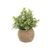 Flora Bunda® 11.7" Tea Leaf Plant In Basket -Flowers Michael Store D511321S 1