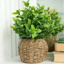 Flora Bunda® 11.7" Tea Leaf Plant In Basket -Flowers Michael Store D511321S 3
