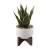 Flora Bunda® 9.7" Snake Plant In Ceramic Pot With Wood Stand -Flowers Michael Store D511323S 1