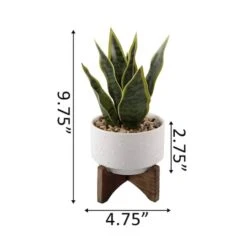 Flora Bunda® 9.7" Snake Plant In Ceramic Pot With Wood Stand -Flowers Michael Store D511323S 2