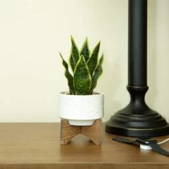 Flora Bunda® 9.7" Snake Plant In Ceramic Pot With Wood Stand -Flowers Michael Store D511323S 3