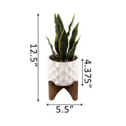 Flora Bunda® 12.5" Snake Plant In Ceramic Planter With Stand 9 Flora Bunda® 12.5" Snake Plant In Ceramic Planter With Stand -Flowers Michael Store D511324S 2