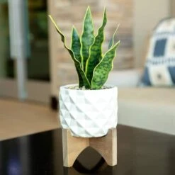 Flora Bunda® 12.5" Snake Plant In Ceramic Planter With Stand 8 Flora Bunda® 12.5" Snake Plant In Ceramic Planter With Stand -Flowers Michael Store D511324S 3