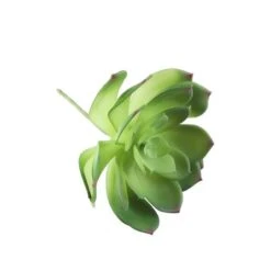 Flora Bunda® Large Little Gem Succulent Pick, 6ct. -Flowers Michael Store D581945S 3