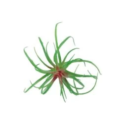 Flora Bunda® Air Plant Succulent Pick, 6ct. -Flowers Michael Store D581949S 1 1
