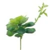 Flora Bunda® Echeveria Lola Succulent Pick, 6ct. -Flowers Michael Store D581955S 1