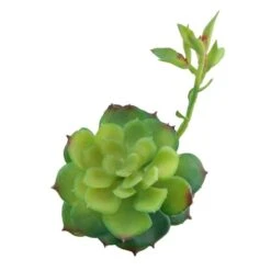 Flora Bunda® Echeveria Lola Succulent Pick, 6ct. -Flowers Michael Store D581955S 2