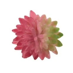 Flora Bunda® Pink Bean Succulent Pick, 12ct. -Flowers Michael Store D581958S 1 1