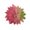 Flora Bunda® Pink Bean Succulent Pick, 12ct. 1 Flora Bunda® Pink Bean Succulent Pick, 12ct. -Flowers Michael Store D581958S 1