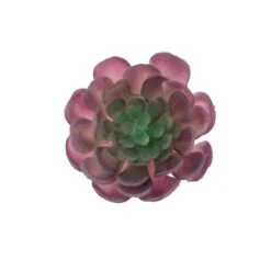Flora Bunda® Red Large Echeveria Powder Succulent Pick, 6ct. -Flowers Michael Store D581961S 1 1