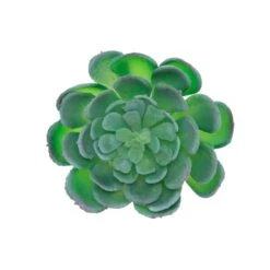 Flora Bunda® Large Echeveria Powder Succulent Pick, 6ct. -Flowers Michael Store D581962S 1 1