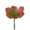 Flora Bunda® Red Small Echeveria Afterglow Succulent Pick, 12ct. -Flowers Michael Store D581964S 1
