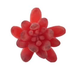 Flora Bunda® Red Small Little Gem Succulent Pick, 12ct. -Flowers Michael Store D581968S 2