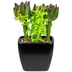Northlight 6" Potted Green Succulent Arrangement -Flowers Michael Store D602891S 5