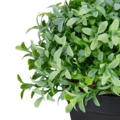Northlight 7.5" Potted Green Boxwood Plant -Flowers Michael Store D602893S 4