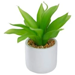 Northlight 8" Green Aloe Plant In White Pot 10 Northlight 8" Green Aloe Plant In White Pot -Flowers Michael Store D602896S 3