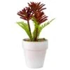 Northlight 8" Red And Green Succulent Fern In Ceramic White Pot -Flowers Michael Store D602991S 1