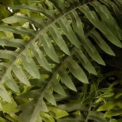 35" Green Fern Wreath 10 35" Green Fern Wreath -Flowers Michael Store D625765S 3