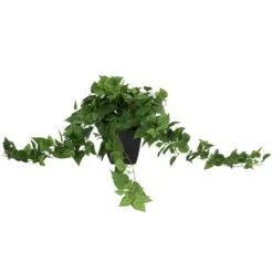 16" Green Pothos Artificial Plant With Black Plastic Pot -Flowers Michael Store D762323S 3