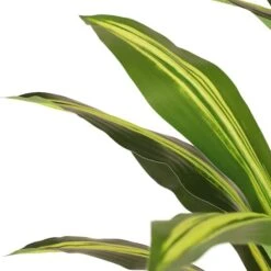 6ft. Artificial Dracaena Fragrans Tree In White Decorative Pot -Flowers Michael Store D763734S 5