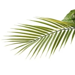 6ft. Artificial Dracaena Fragrans Tree In White Decorative Pot -Flowers Michael Store D763734S 7