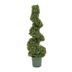 3.5ft. Boxwood Spiral Topiary