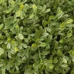 4ft. Mini Tea Leaf Two-Ball Topiary 9 4ft. Mini Tea Leaf Two-Ball Topiary -Flowers Michael Store D766095S 3