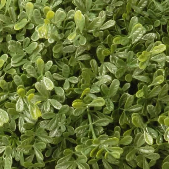 4ft. Mini Tea Leaf Two-Ball Topiary 6 4ft. Mini Tea Leaf Two-Ball Topiary - Image 4