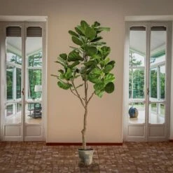 6.5ft. Fiddle Leaf Fig Tree -Flowers Michael Store D766097S 2